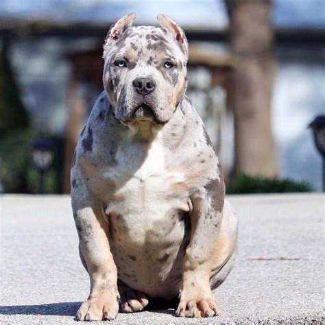 As breeders with 19 years of breeding experience, our philosophy or role is to make sure all our american pitbull. What's the Deal With Merle Color in Dogs—American Bully