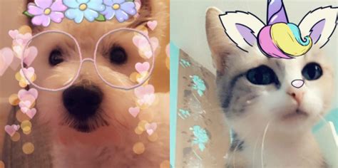 Photos Snapchat Lance Enfin Des Filtres Pour Chats Et Chiens Radio Scoop