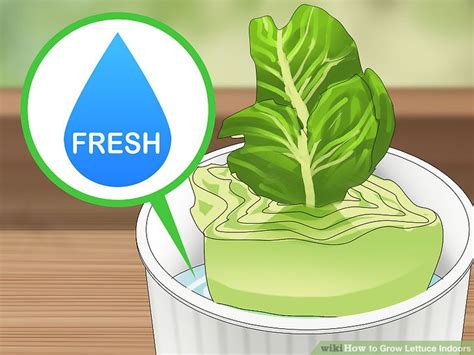 3 Ways To Grow Lettuce Indoors Wikihow