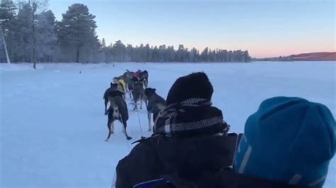 Husky Sledding In Swedish Lapland Youtube