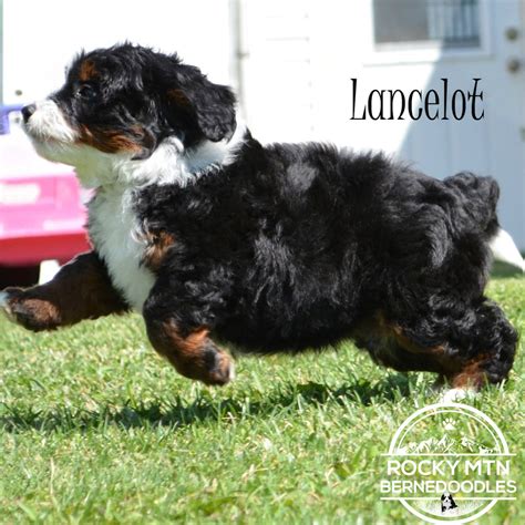 The berner ancestry most likely stems from a cross between the farming dogs of the swiss alps and. ROCKY MOUNTAIN BERNEDOODLES - Home