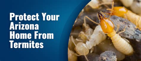 This video covers several of the most common questions that we hear when people are looking for a new service. Blue Sky Pest Control - Blog