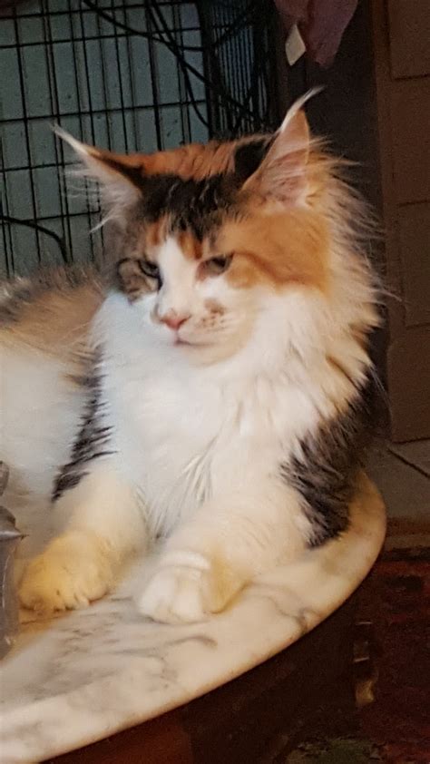 Also a farm cat, the maine coon resembles a raccoon. Maine Coon Cats For Sale | Albuquerque, NM #301196