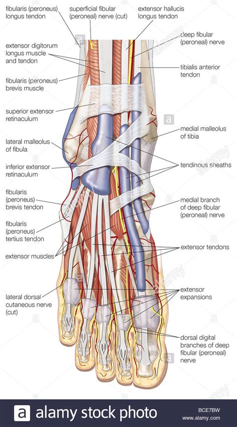 Each foot has 26 bones that make up 33 joints and are held together by 19 muscles and 10 tendons and 107 ligaments! Dorsal view of the right foot, showing the major muscles ...