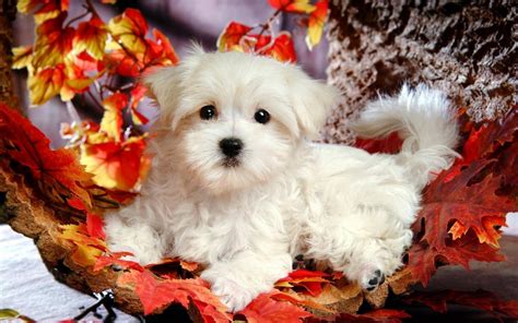 Cute Puppy Desktop Wallpapers Wallpaper Cave