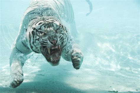 Pictures Are Life A White Tiger Gone Underwater