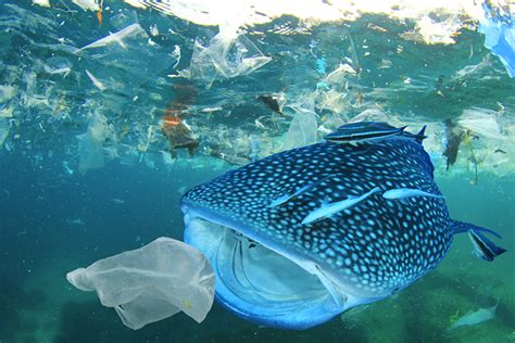 【ウミガメが死んでいく】one world one ocean ~プラスチックと海の生き物たち~ 4k. エシカルのすすめ2〜海洋プラスチック汚染問題①〜 | 株式会社 ...