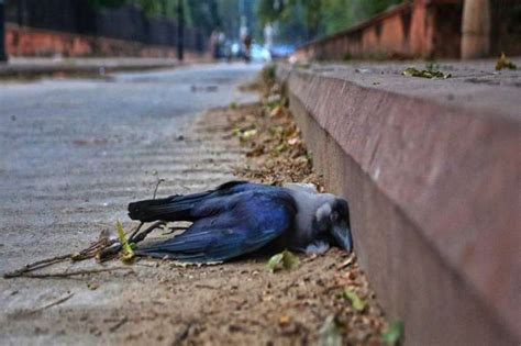 The h10n3 avian influenza virus typically causes only mild disease at most in birds. Bird Flu Scare: Mumbai civic body issues guidelines for ...
