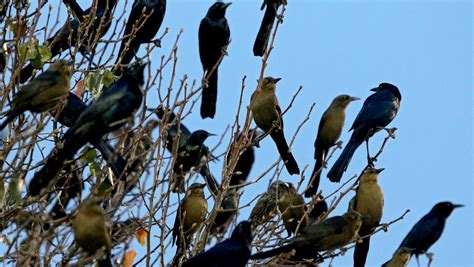 Grappling With Grackles Birds Roosting In Massive Flocks Around Town