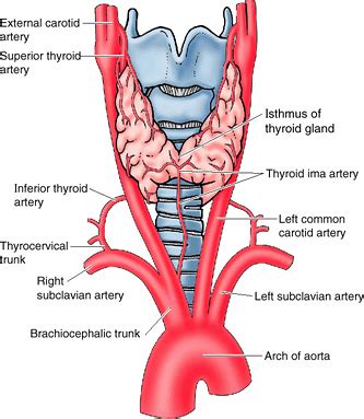 Superior Thyroid Artery Eca