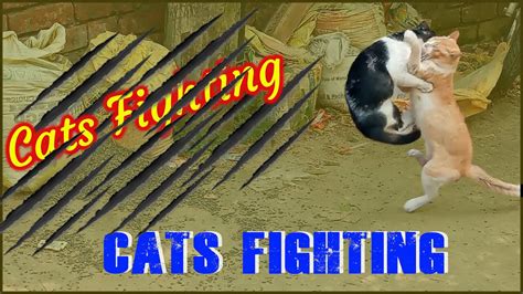 Cats Fighting Biraler Jhagda Cats Quarrel Cats Funny Video Youtube