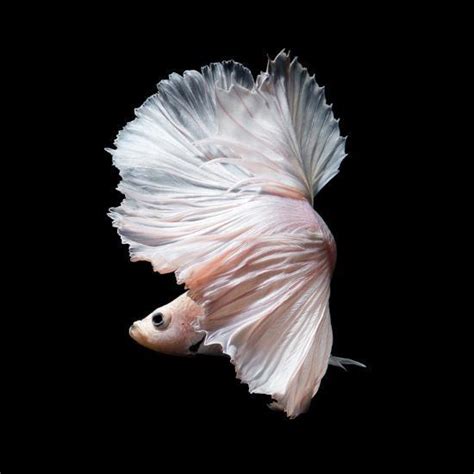 Betta Fishsiamese Fighting Fish In Movement Isolated On Black