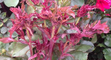 It's imperative to not only have the correct type pruners but also the knowledge of where and when you learn how this product works. Rose rosette is an incurable viral disease that affects ...