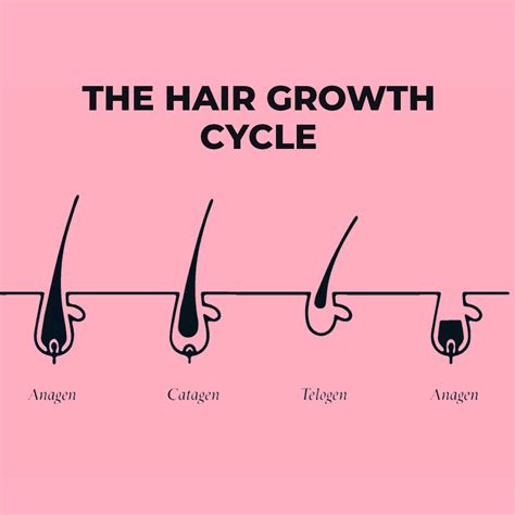 Structure Of Hair And Hair Growth Cycle