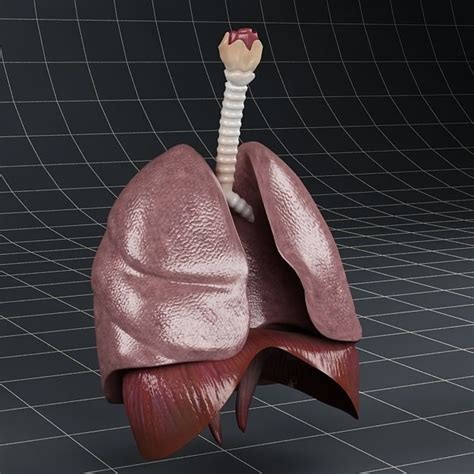 Anatomy Lungs Diaphragm 3d Model Cgtrader