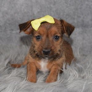 Female Yorkie Russell Puppy for Sale Sailor | Puppies for ...