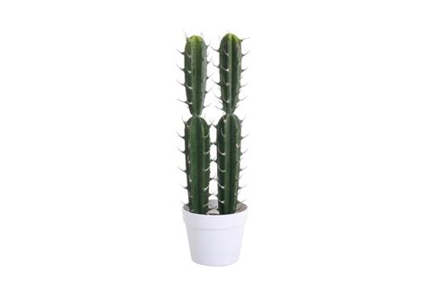 Retrouvez chaque jour les nouvelles vidéos de france 2 replay. FA1011 - COMPOSITION 2 CACTUS POT BLANC 54CM - HEVEA ...