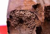 Frass Termites Photos