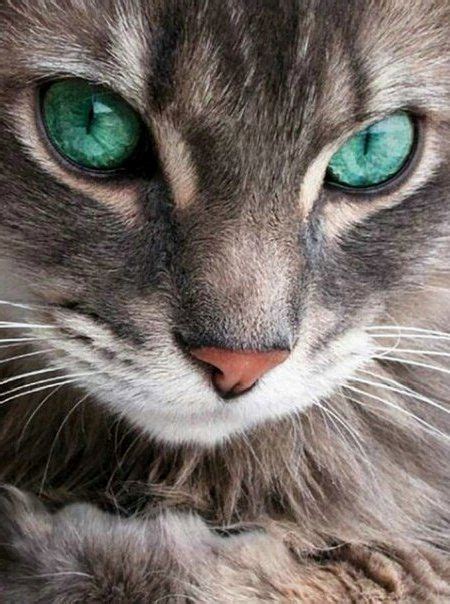 Turquoise Eyes ~puuurfect Cats~ Pinterest