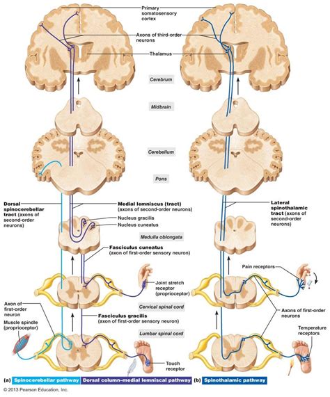 The cns takes signals from the peripheral. The Central Nervous System | Psykologi | Pinterest