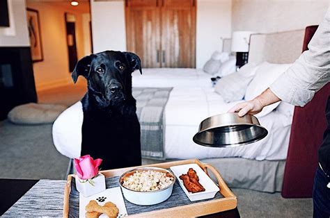 10 Pet Friendly Hotels in the US With Outstanding Facilities and Service