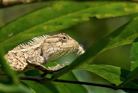 These reptiles are a gardener's friend, eating slugs and snails that would otherwise gardeners like slow worms because they eat slugs. Eastern Garden Lizard Eating Photograph by K Jayaram