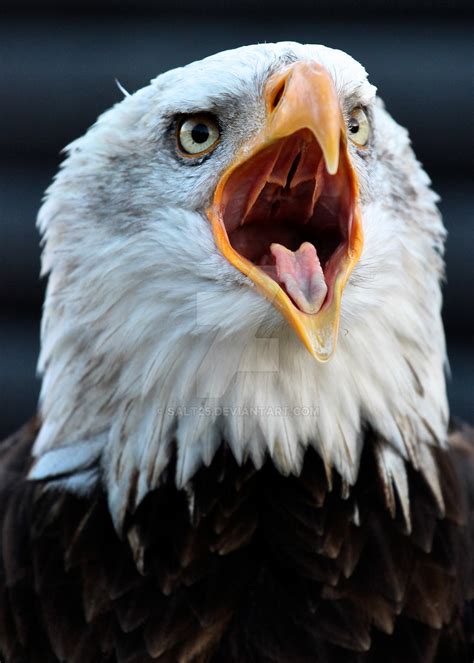 Screaming Eagle By Salt25 On Deviantart