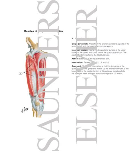 The muscles of the back can be divided in three main groups acc. Muscles of Front of Hip and Thigh