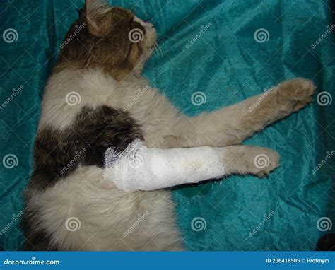Wounded Cat Was Treated In A Clinic Veterinary An Infected Wound Infection Stock Image Image