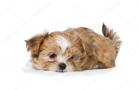Cute Brown And White Puppy Lying Down Isolated — Stock