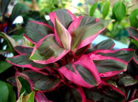 Check spelling or type a new query. 17 Best images about Balinese garden on Pinterest | Bali ...