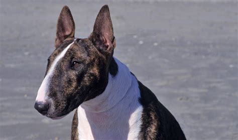 Bull Terrier Breed Information Vetstreet Vetstreet