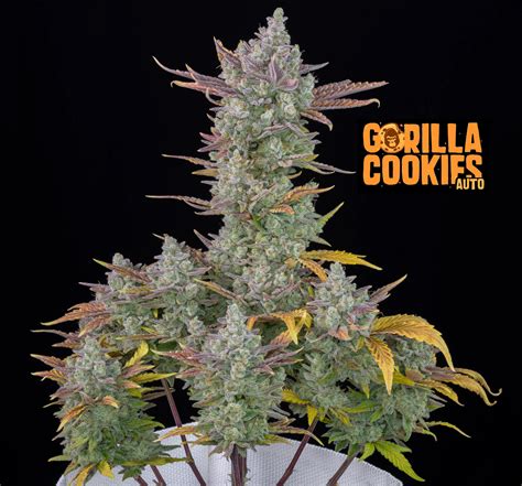 Gorilla Cookies Auto Fastbuds Hurtownia