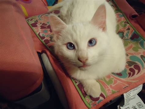Is My Cat Albino Thecatsite