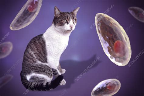 Toxoplasma Gondii Parasites And Cat Composite Image Stock Image