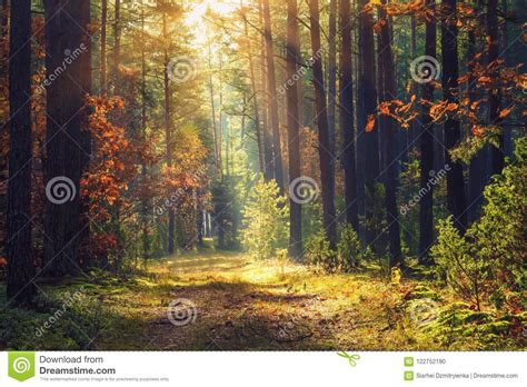 Autumn Forest Landscape Colorful Foliage On Trees And Grass Shining On