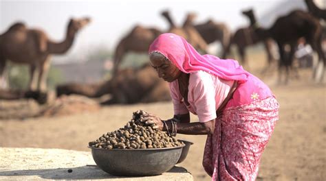 Dehydration does not affect everyone in the same way. 20 Most Interesting Camel Facts With Photos - Answers Africa