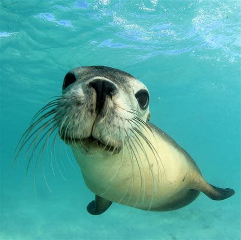 The 6 Types of Seals & Sea Lions Found in California – Nature Blog Network