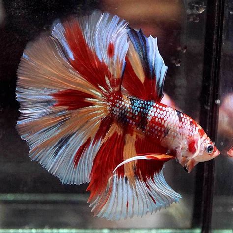 Betta Fish - Betta Fish ideas #bettafish #fishbetta SUPER RARE!!! Live