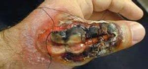 It was only a camel spider..... « Ant's life :: WonderHowTo