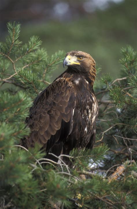 Wild Scotland Wildlife And Adventure Tourism Birds Birds Of Prey