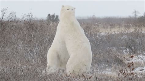 Polar Bears Nwf Ranger Rick