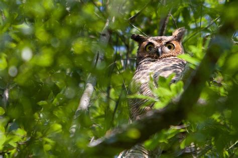 Horned Owl Great Horned Owl Owl