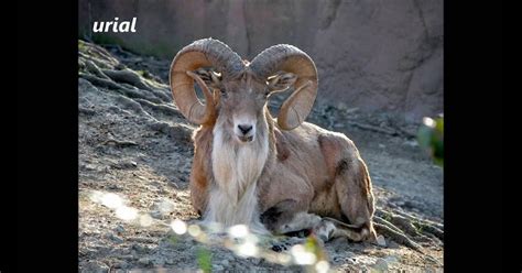 Animals That Start With The Letter U - Inspec Wallp Animals