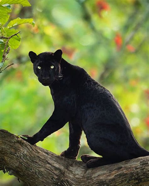 Rainforest Animals Black Panther Facts Rainforest Animal