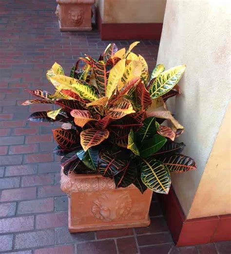 How to care for croton. Dracaenas, Petunia Flowers Rattlesnake Calathea and Crinum ...