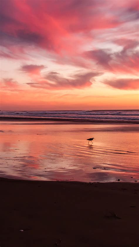 mv55-sunset-beach-bird-red-orange-nature-sea - Papers.co