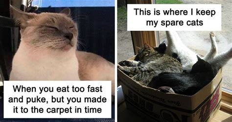 Spare Food Of Cat Rcatmemes