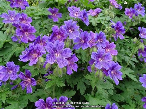 Geraniums Plant Care And Collection Of Varieties