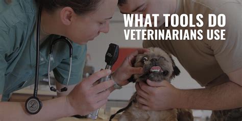 What Tools Do Veterinarians Use Basic Surgery And Faq